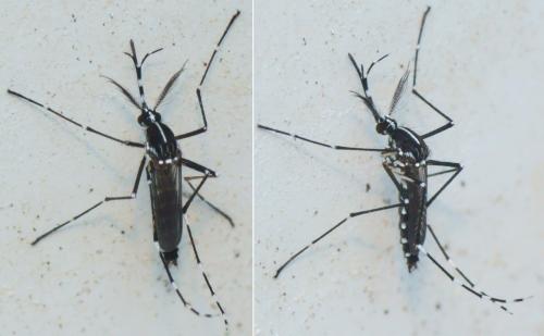 Aedes albopictus